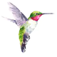 Hummingbird_1.png